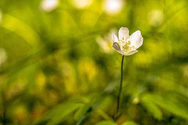Erdei Virágok Gyönyörű Bokeh — Stock Fotó