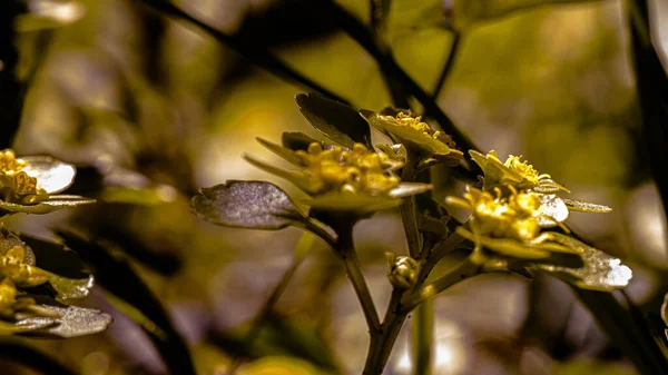 Лісові Квіти Красивим Боке — стокове фото