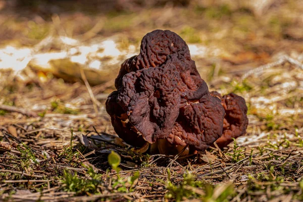 Gyromitra esculenta zehirli mantar baharda kozalaklı ormanlarda yetişir..