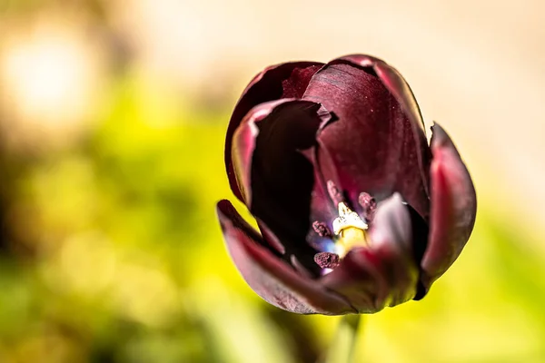 Flor Tulipán Con Hermoso Fondo Borroso Tulipa Gesneriana — Foto de Stock