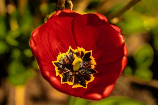 美しい背景を持つチューリップの花咲くチューリップゲスネリアナ — ストック写真