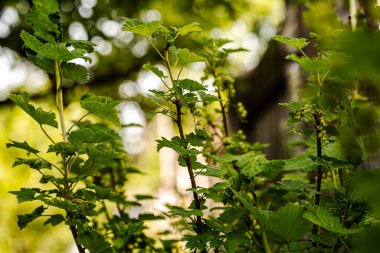 Bokeh ile makro fotoğrafçılıkta bahçe çiçekleri.