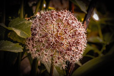 Bokeh ile makro fotoğrafçılıkta bahçe çiçekleri.
