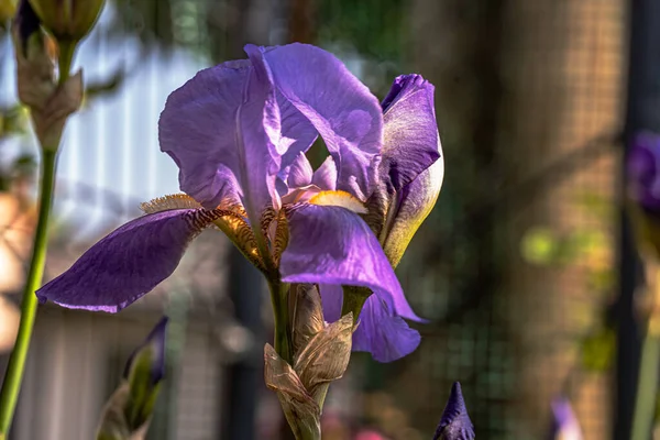 带有Bokeh的宏观摄影花园花卉 — 图库照片
