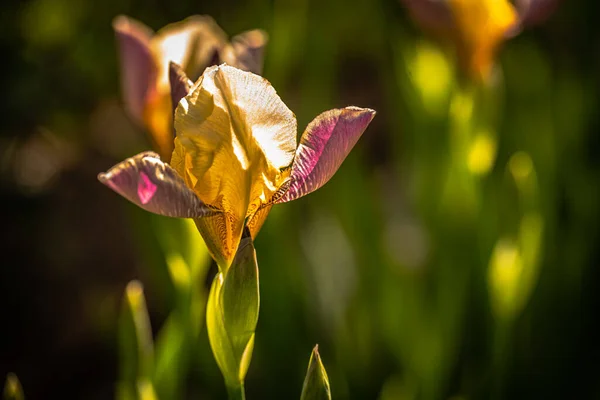 ボケとマクロ写真の庭の花 — ストック写真