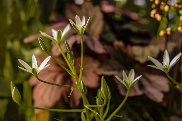 Flores Jardín Macrofotografía Con Bokeh —  Fotos de Stock