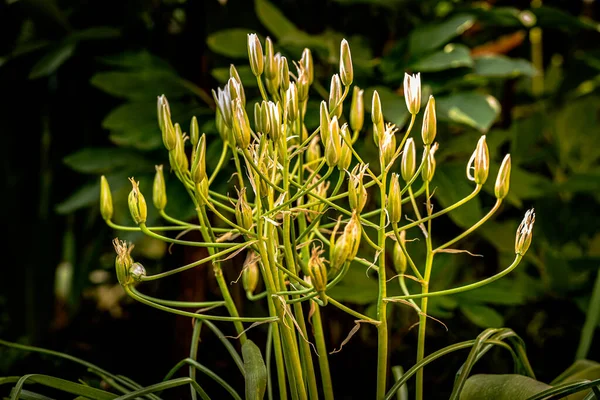 Bokeh ile makro fotoğrafçılıkta bahçe çiçekleri.