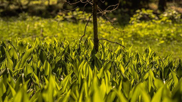 Vadinin yeşil zambakları, Bokeh efektli makro-convallaria majalis.