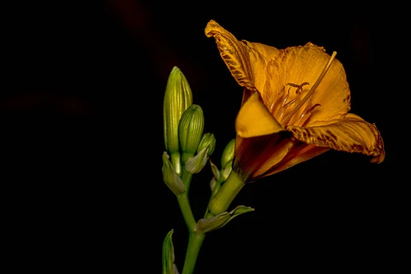 Daylily Fleur Jaune Hemerocallis Sur Fond Noir — Photo