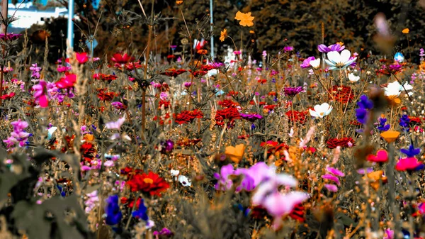 Une Prairie Pleine Fleurs Par Une Journée Ensoleillée Été Bialystok — Photo