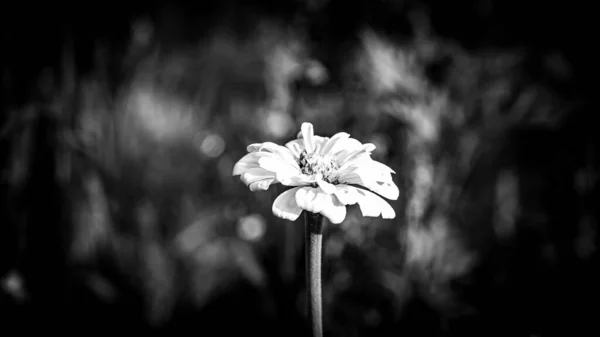 Äng Full Blommor Solig Sommardag Bialystok — Stockfoto