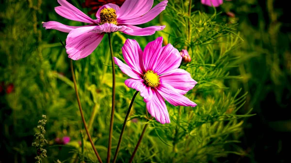 Луг Полный Цветов Солнечный Летний День Белостоке — стоковое фото