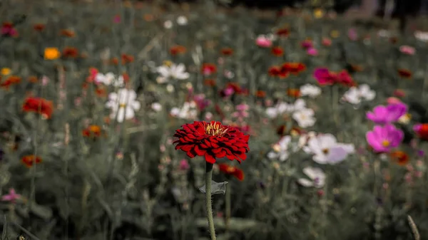 Egy Virágokkal Teli Rét Egy Napos Nyári Napon Bialystokban — Stock Fotó
