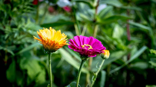 Луг Повний Квітів Сонячний Літній День Білостоці — стокове фото