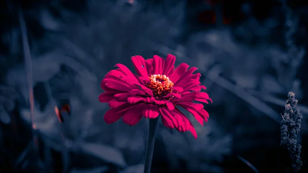 Bialystok Güneşli Bir Yaz Gününde Çiçeklerle Dolu Bir Çayır — Stok fotoğraf