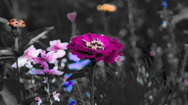 Louka Plná Květin Slunečného Letního Dne Bialystoku — Stock fotografie