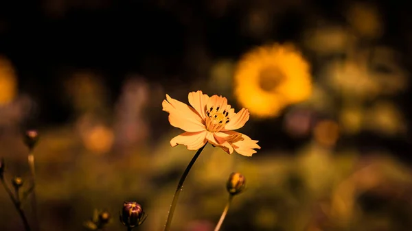 在比亚利斯托克的一个阳光灿烂的夏天 一片鲜花盛开的草地 — 图库照片
