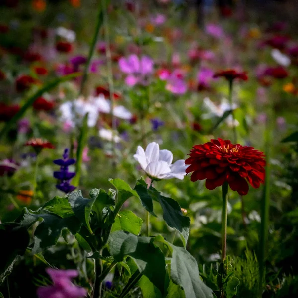 Prado Cheio Flores Dia Ensolarado Verão Bialystok — Fotografia de Stock