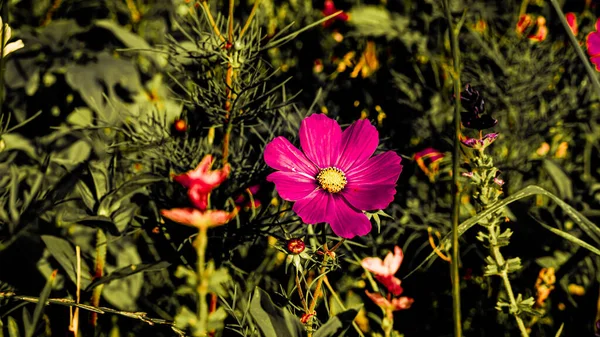 Луг Повний Квітів Сонячний Літній День Білостоці — стокове фото