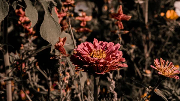 在比亚利斯托克的一个阳光灿烂的夏天 一片鲜花盛开的草地 — 图库照片