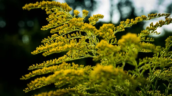 Eine Blumenwiese Einem Sonnigen Sommertag Bialystok — Stockfoto