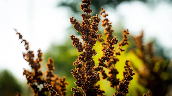 Bialystok 'ta güneşli bir yaz gününde çiçeklerle dolu bir çayır..