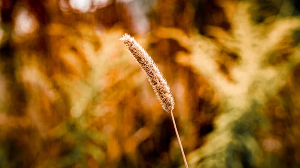 Bialystok 'ta güneşli bir yaz gününde çiçeklerle dolu bir çayır..