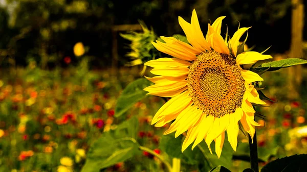 Bulanık arkaplanı olan ayçiçeği.