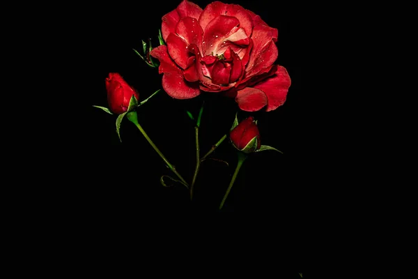 Siyah arkaplanda makro fotoğrafçılık çiçekleri.