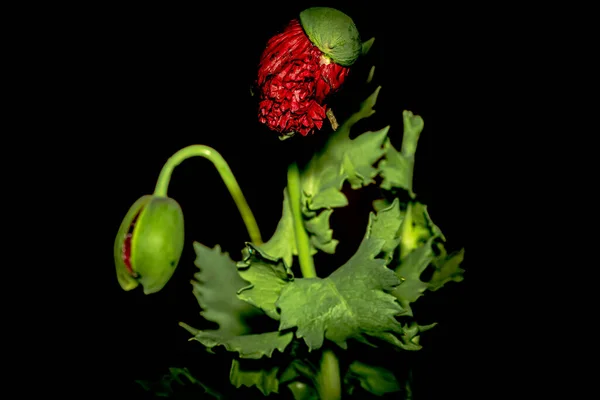 Virágok Makro Fotózás Egy Fekete Háttér — Stock Fotó
