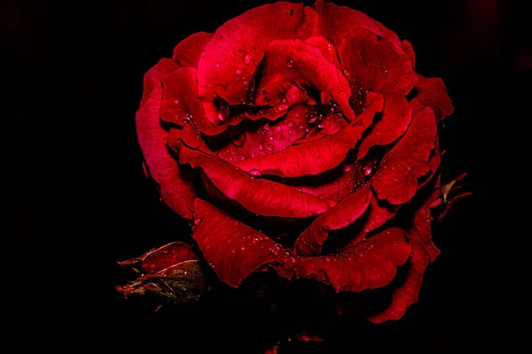 Квіти Макрофотографії Чорному Тлі — стокове фото