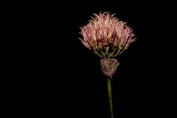 Flores Macrofotografia Sobre Fundo Preto — Fotografia de Stock