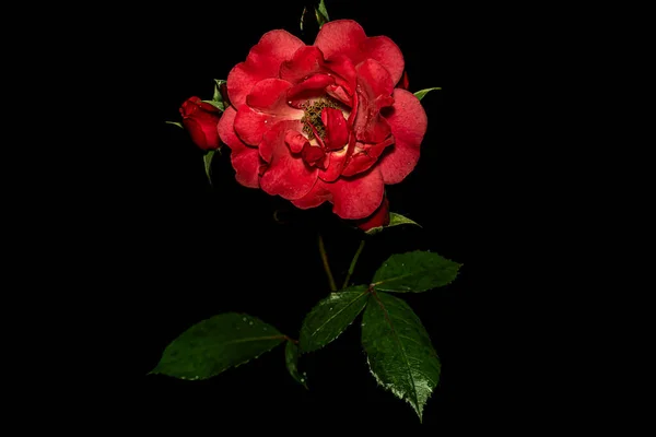 Siyah arkaplanda makro fotoğrafçılık çiçekleri.