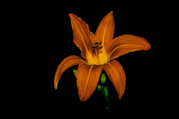 黒い背景のマクロ写真の花 — ストック写真