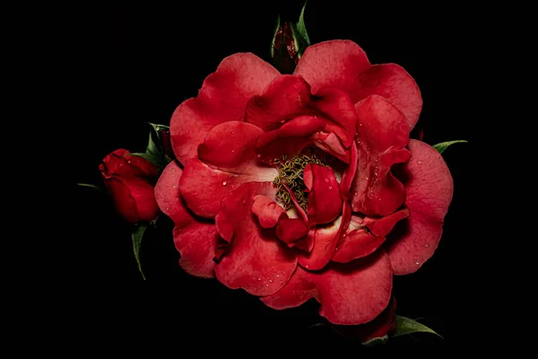 Siyah arkaplanda makro fotoğrafçılık çiçekleri.