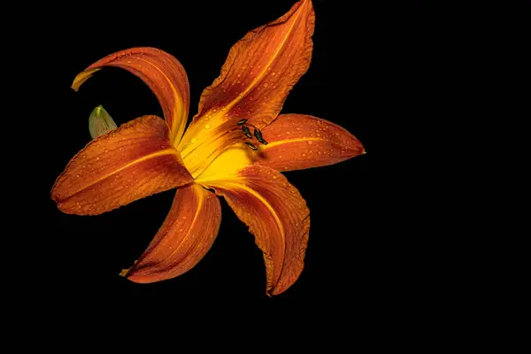 黒い背景のマクロ写真の花 — ストック写真