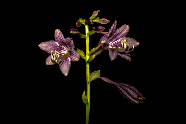 Siyah Arkaplanda Makro Fotoğrafçılık Çiçekleri — Stok fotoğraf