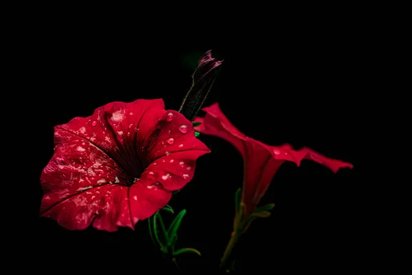 Květiny Makrofotografie Černém Pozadí — Stock fotografie