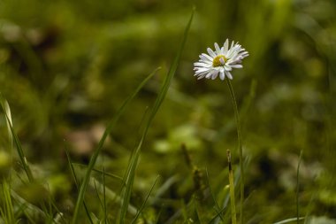 Orman çiçekleri yazın, makro fotoğrafçılıkta güneşli bir gün ve bokeh etkisi.