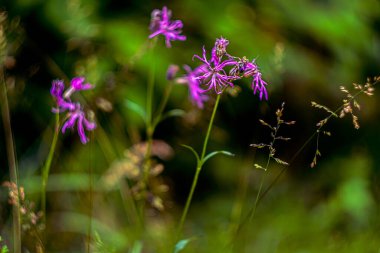 Orman çiçekleri yazın, makro fotoğrafçılıkta güneşli bir gün ve bokeh etkisi.
