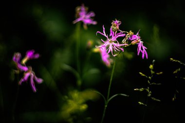 Orman çiçekleri yazın, makro fotoğrafçılıkta güneşli bir gün ve bokeh etkisi.