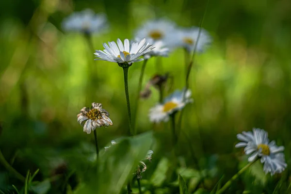 Forest Flowers Summer Sunny Day Macro Photography Bokeh Effect — Stock Photo, Image
