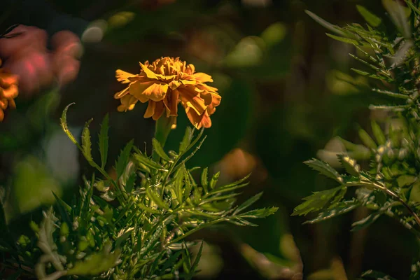 夏天花园里的花朵 阳光灿烂的一天 在宏观摄影中 效果平淡 — 图库照片