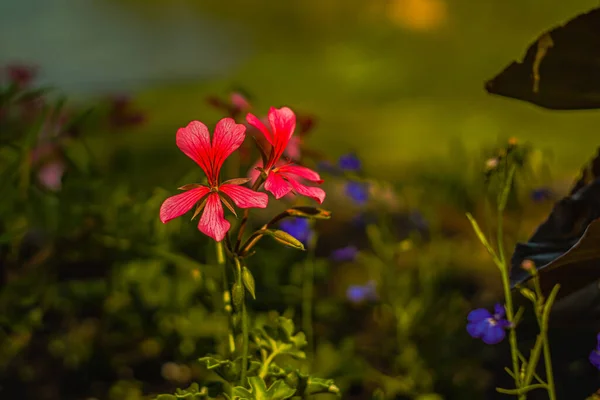 Fleurs Forestières Par Été Journée Ensoleillée Macro Photographie Avec Effet — Photo