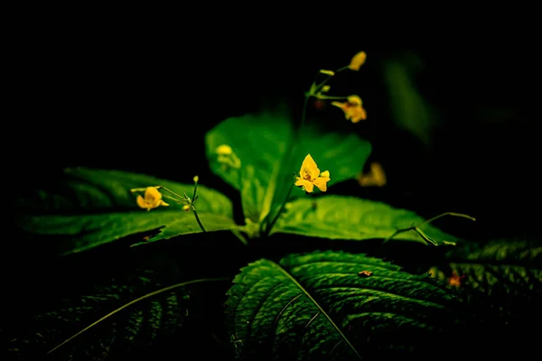 Floresta Flores Verão Dia Ensolarado Macrofotografia Com Efeito Bokeh — Fotografia de Stock