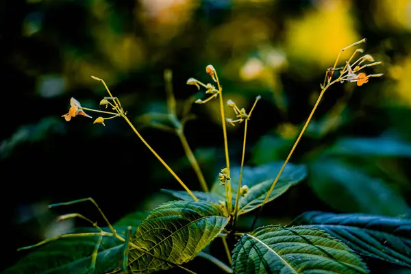 Lesní Květiny Létě Slunečný Den Makro Fotografii Efektem Bokeh — Stock fotografie