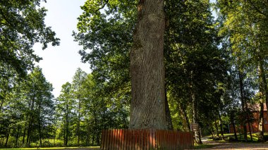 Studzienniczna 'da 500 yıllık meşe, doğanın bir anıtı..