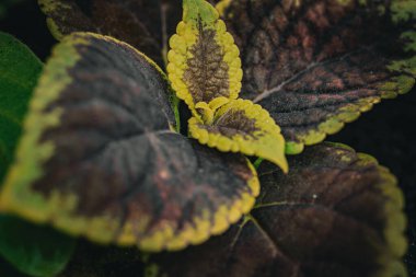 Bokeh efektli makro fotoğrafçılıkta bahçe çiçekleri.