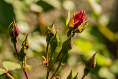 Bokeh efektli makro fotoğrafçılıkta bahçe çiçekleri.