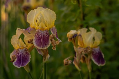 Bokeh efektli makro fotoğrafçılıkta bahçe çiçekleri.